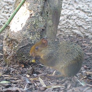 5 day old baby Azara's agouti!