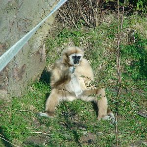 Lar Gibbon