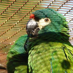 Illiger's macaw