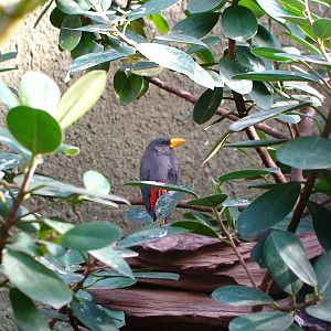 Scissor billed starling