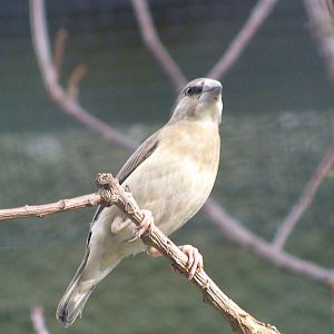 Juvenile Timor Sparrow
