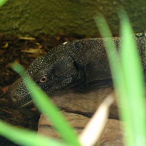 Crocodile monitor