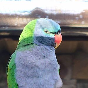 Derbyan Parakeet