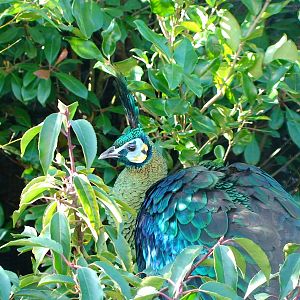 Javan green peafowl