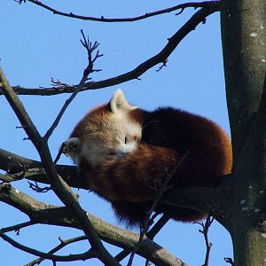 Red Panda