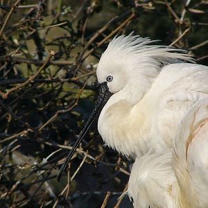 Eurasian Spoonbill