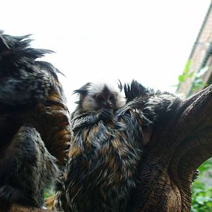 Geoffroy's marmoset family!