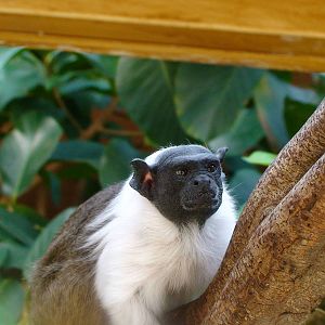 Pied Tamarin