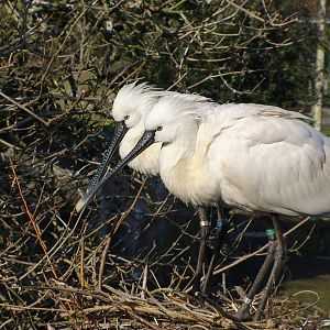 Eurasian spoonbill