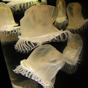Jellies!