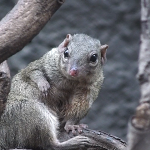 Belanger's tree shrew