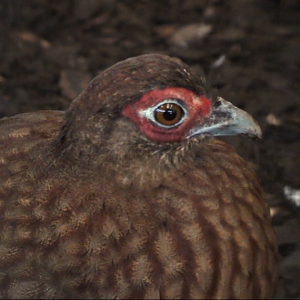 Salvadori's pheasant