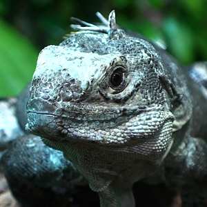 Utilia Spiny Tailed iguana