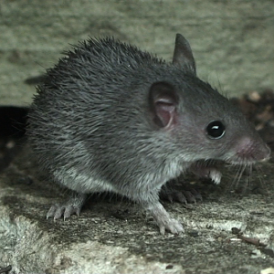 Mount Kulal Spiny mouse