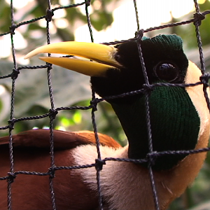 Red Bird of Paradise