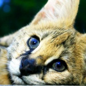 Cash the Serval, Night Safari