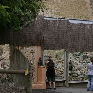 baboon enclosure