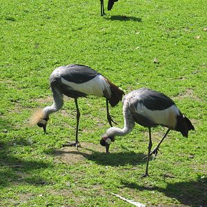 South African Grey-crowned Crane