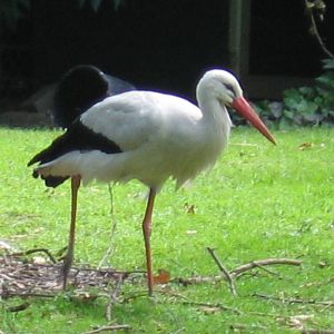 White Stork