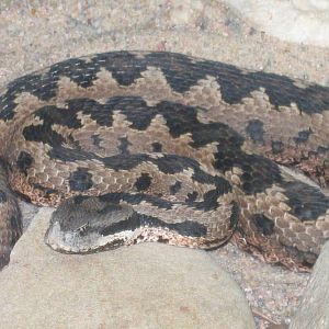 Nose-horned Viper Vipera ammodytes