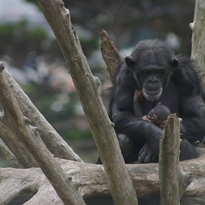 baby chimp at Wellington Zoo