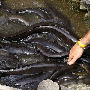 eel feeding at Nga Manu