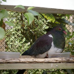 NZ pigeon (Hemiphaga novaeseelandiae)