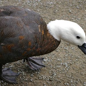 female paradise duck