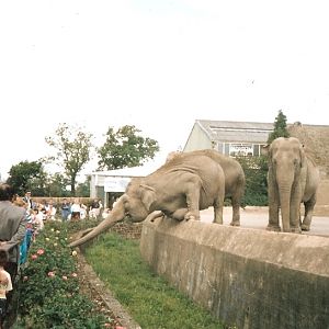 Elephant Going For The Flowers - 1990's