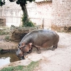 Hippo Enclosure - 1990's