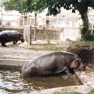 Hippo Enclosure - 1990's