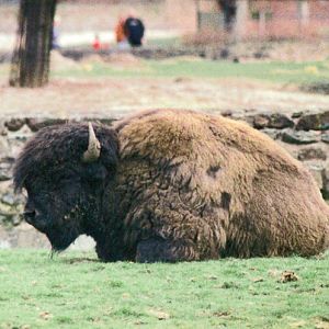 Chester Zoo Bison Exhibit