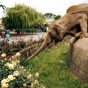 Elephant Eating Flowers - Around 1990