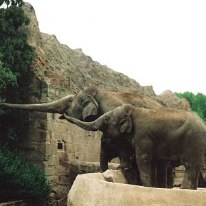 Elephant Eating Tree - Around 1990