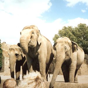 Elephants - Around 1990