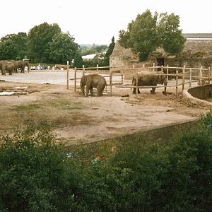 Elephant Exhibit - Around 1990