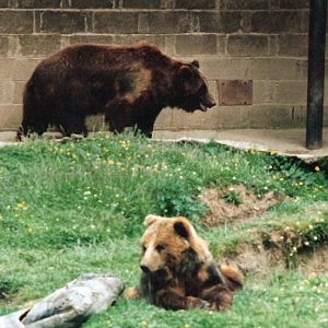 Bears - Around 1990