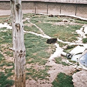 Bears Exhibit - Around 1990