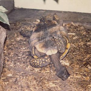 Yellow-footed Tortoise Chester Zoo 9 April 2003