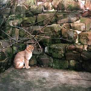 Old Cat House - Caracal