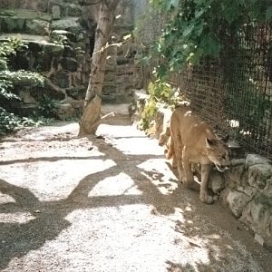 Old Cat House - Puma