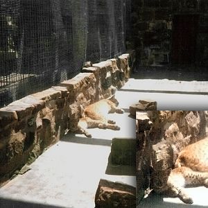 Old Cat House - European Lynx