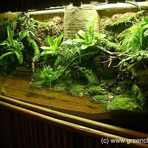 Welcoming the Amphibian Ark, Singapore Zoo