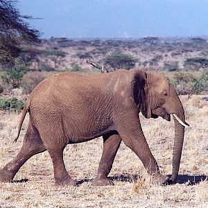 Savannah Elephant