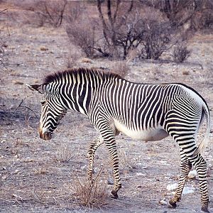 Grevy Zebra