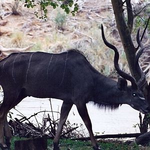 Greater Kudu