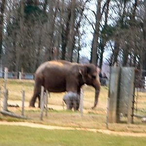 Baby elephant