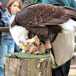 American Bald Eagle