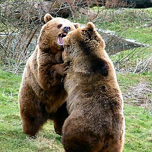 European Brown bear