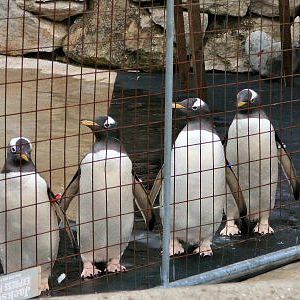 new arrivals - gentoo penguins
